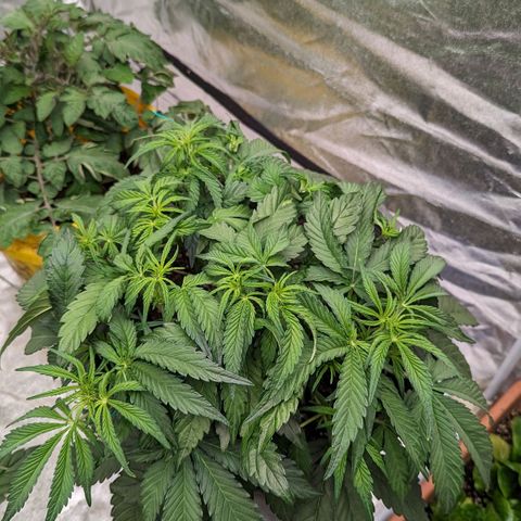 Guava gelato auto growlog timeline photo