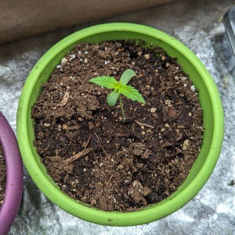 Auto Sweet Tooth growlog timeline photo