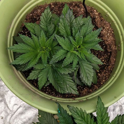 CBD Chronic growlog timeline photo