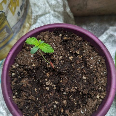 Guava Gelato growlog timeline photo