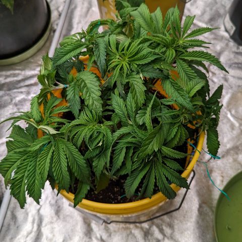 Apples and Bananas growlog timeline photo
