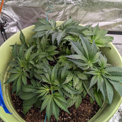 CBD Chronic growlog timeline photo