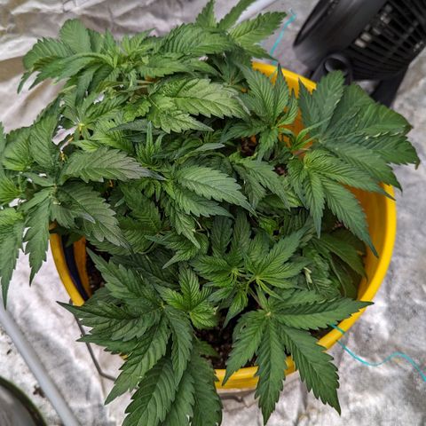 CBD Chronic #2 growlog timeline photo