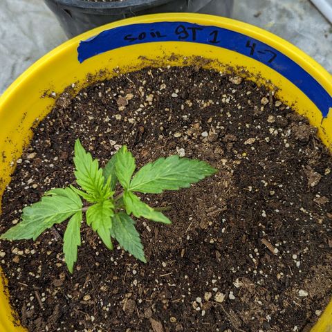 Auto Sweet Tooth growlog timeline photo
