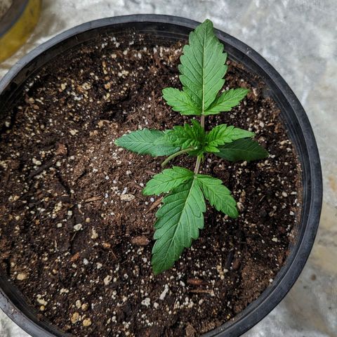 Guava Gelato growlog timeline photo