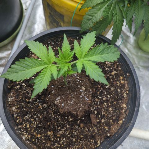 Guava Gelato growlog timeline photo