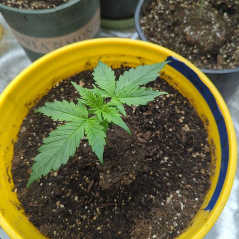 Auto Sweet Tooth growlog timeline photo
