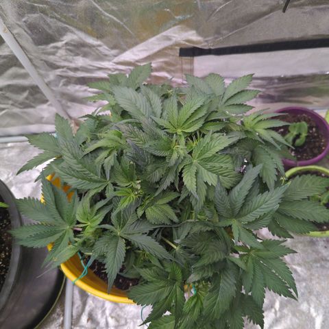 CBD Chronic #2 growlog timeline photo