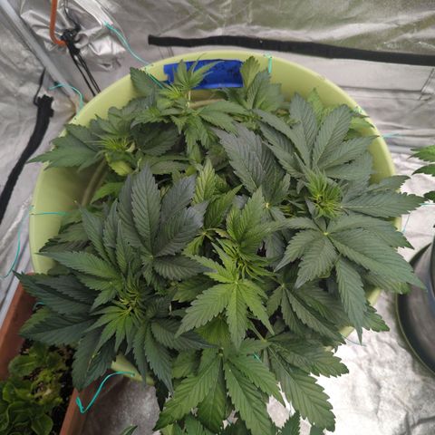 CBD Chronic growlog timeline photo