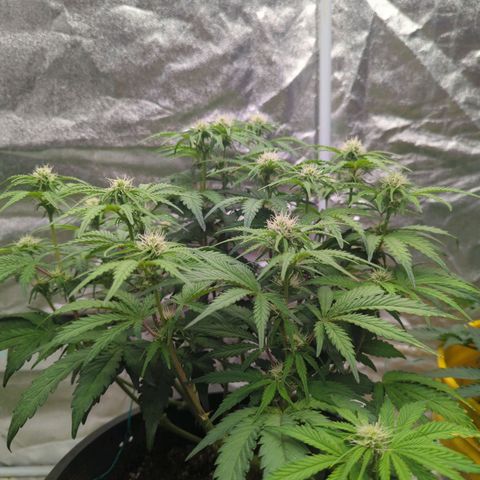 Guava gelato auto growlog timeline photo