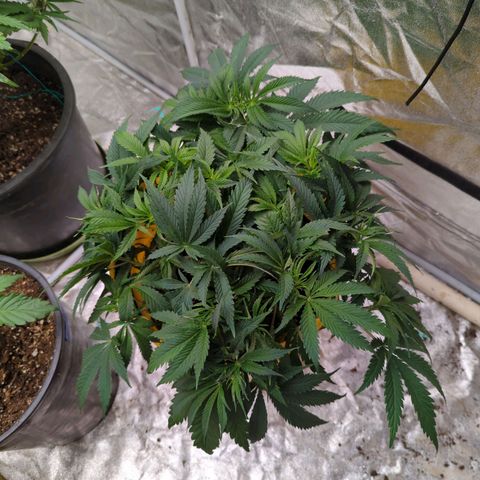 Apples and Bananas growlog timeline photo