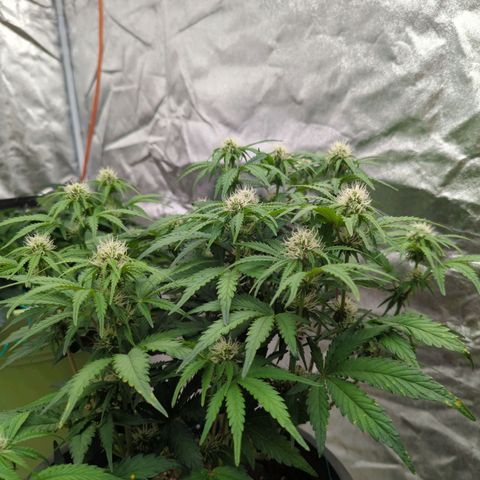 Guava gelato auto growlog timeline photo