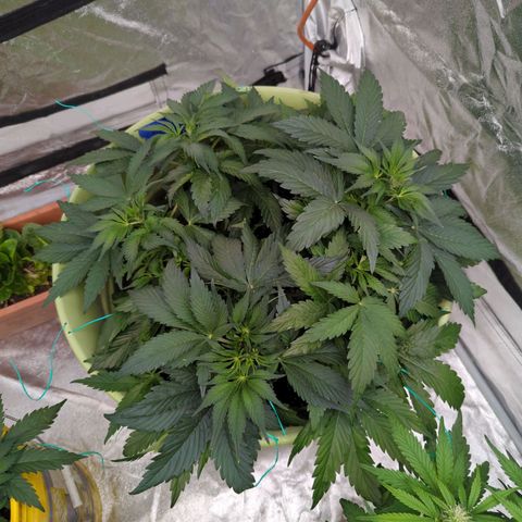 CBD Chronic growlog timeline photo