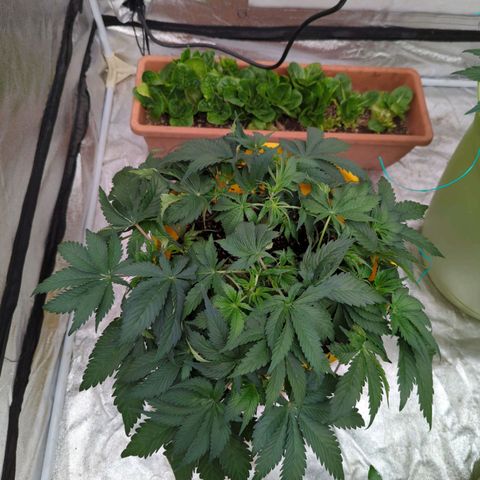 CBD Chronic #2 growlog timeline photo
