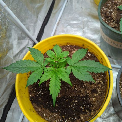 Auto Sweet Tooth growlog timeline photo