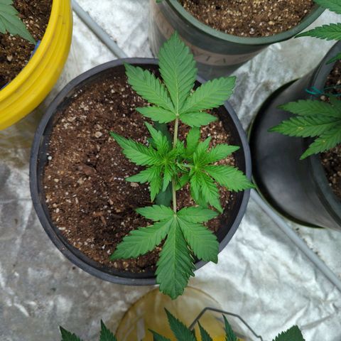 Guava Gelato growlog timeline photo