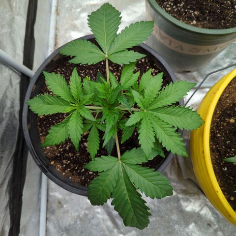 Guava Gelato growlog timeline photo