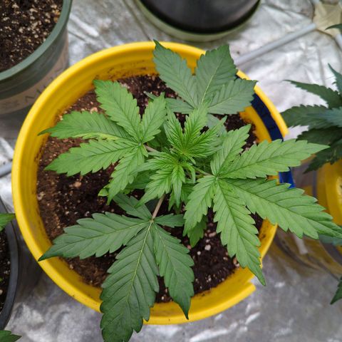 Auto Sweet Tooth growlog timeline photo