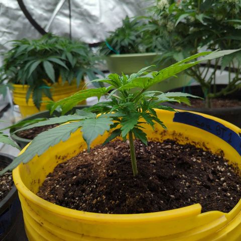 Auto Sweet Tooth growlog timeline photo