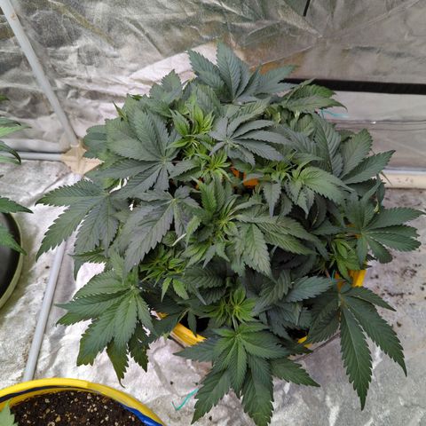 CBD Chronic #2 growlog timeline photo