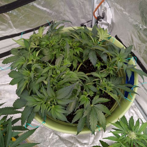 CBD Chronic growlog timeline photo