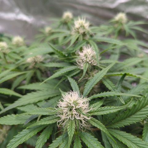 Guava gelato auto growlog timeline photo