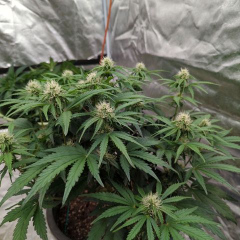 Guava gelato auto growlog timeline photo