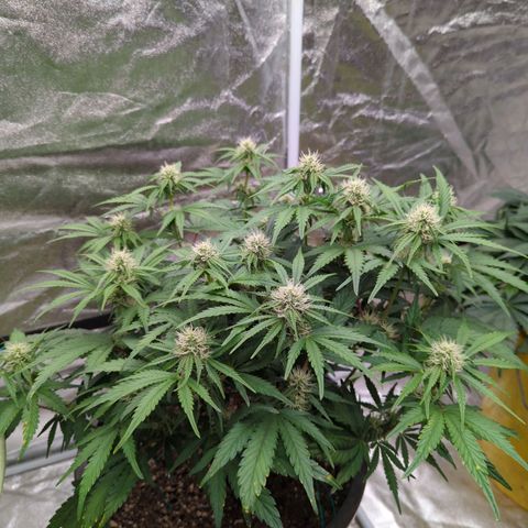Guava gelato auto growlog timeline photo