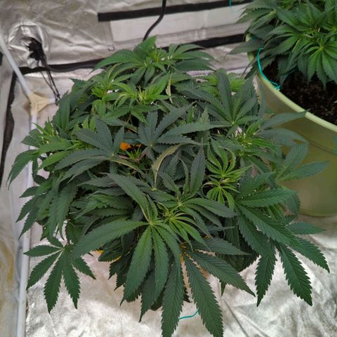 Apples and Bananas growlog timeline photo