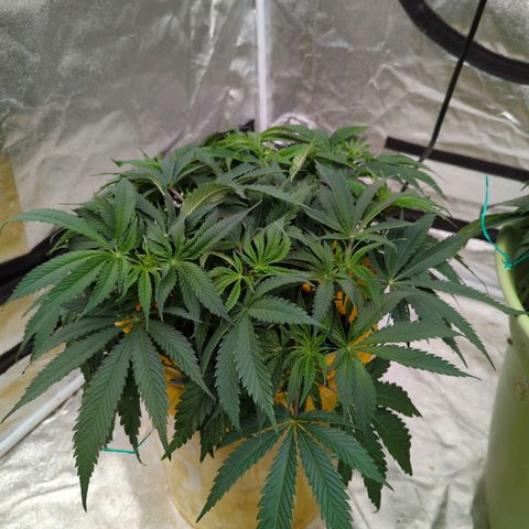 Apples and Bananas growlog timeline photo