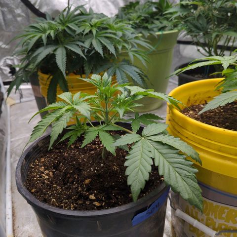 Guava Gelato growlog timeline photo