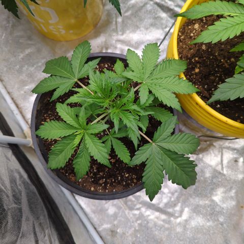 Guava Gelato growlog timeline photo
