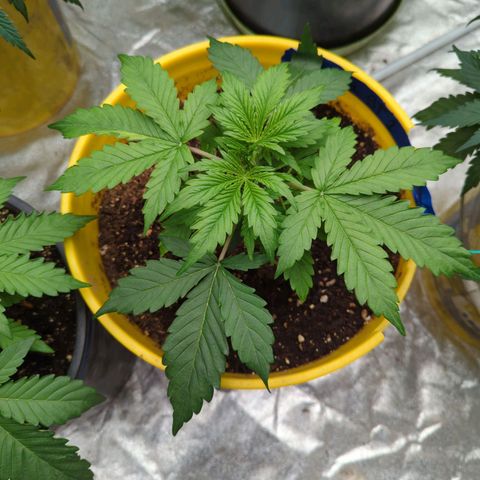 Auto Sweet Tooth growlog timeline photo