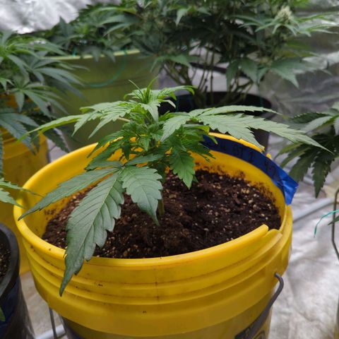 Auto Sweet Tooth growlog timeline photo