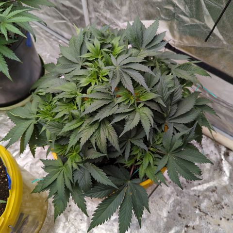 CBD Chronic #2 growlog timeline photo