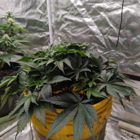 CBD Chronic #2 growlog timeline photo