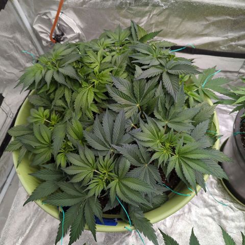 CBD Chronic growlog timeline photo
