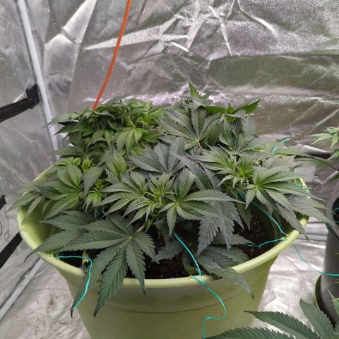 CBD Chronic growlog timeline photo