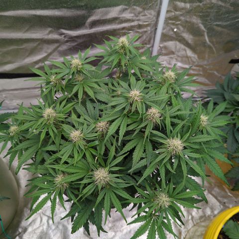 Guava gelato auto growlog timeline photo
