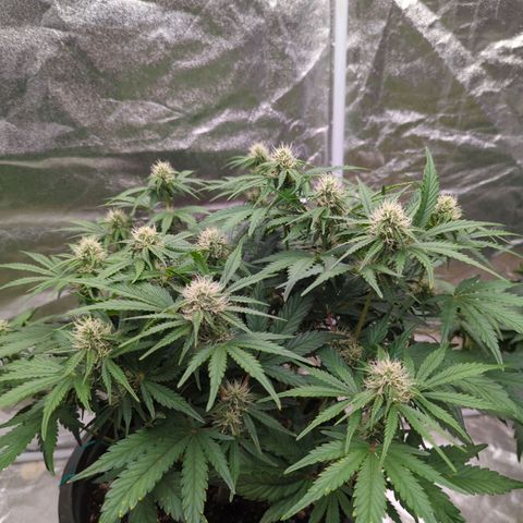 Guava gelato auto growlog timeline photo