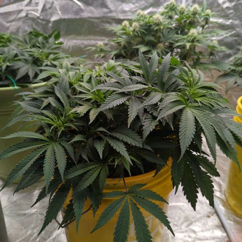 Apples and Bananas growlog timeline photo
