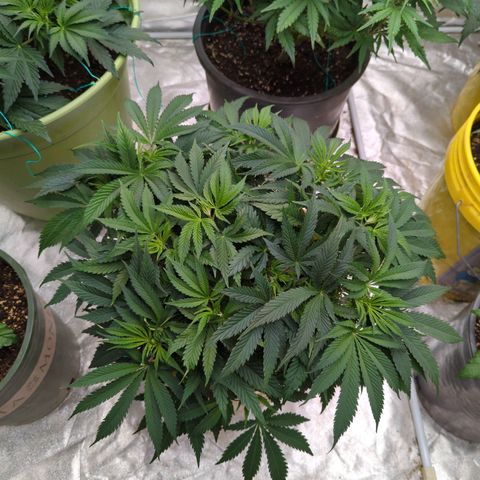 Apples and Bananas growlog timeline photo
