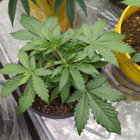 Guava Gelato growlog timeline photo
