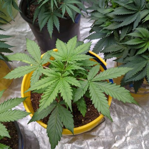 Auto Sweet Tooth growlog timeline photo