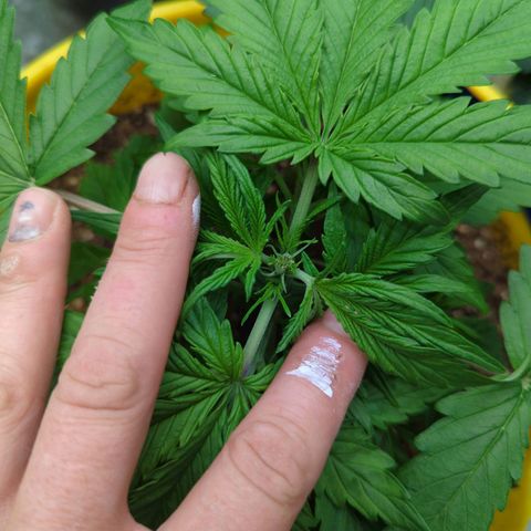 Auto Sweet Tooth growlog timeline photo