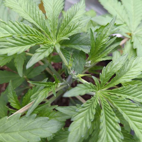 Guava Gelato growlog timeline photo