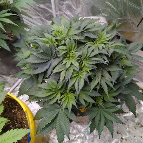 CBD Chronic #2 growlog timeline photo