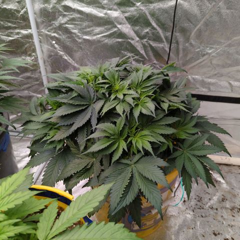 CBD Chronic #2 growlog timeline photo