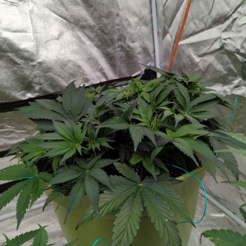 CBD Chronic growlog timeline photo