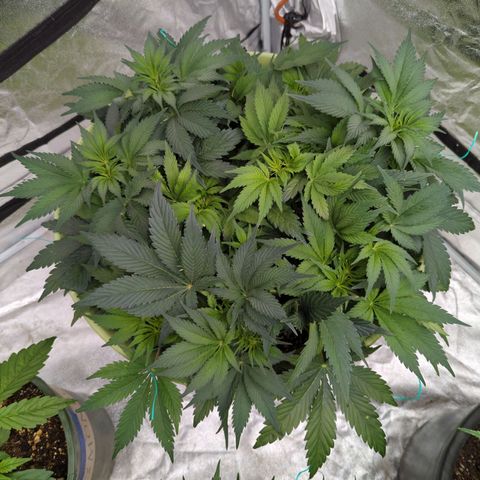 CBD Chronic growlog timeline photo